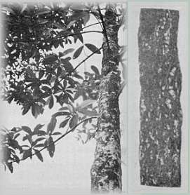 ヨヒンベ(右側は樹皮) 出典:「生薬学」第三改稿版(刈米達夫著・廣川書店)