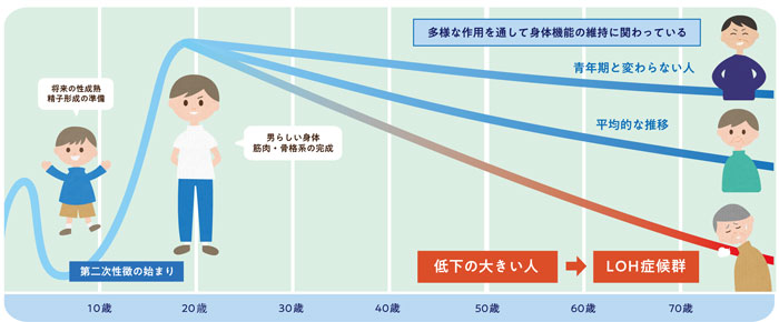 テストステロン・レベルの年齢推移とはたらき