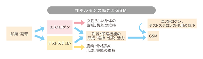 性ホルモンの働きとGSM