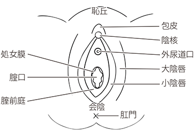 デリケートゾーンの構成要素と名称